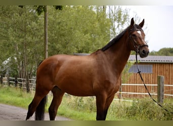 Hanoverian, Gelding, 9 years, 17.1 hh, Brown