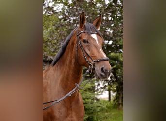 Hanoverian, Gelding, 9 years, 17.1 hh, Brown
