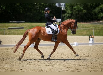 Hanoverian, Gelding, 9 years, 17.1 hh, Chestnut-Red