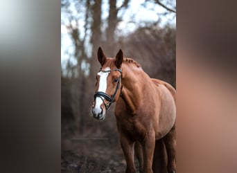 Hanoverian, Gelding, 9 years, 17,1 hh, Chestnut-Red