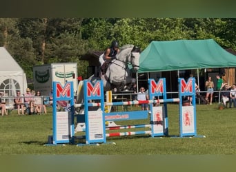 Hanoverian, Gelding, 9 years, 17.1 hh, Grey