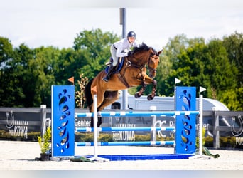 Hanoverian, Gelding, 9 years, 17,2 hh, Bay