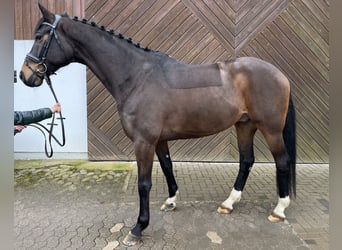Hanoverian, Gelding, 9 years, 17 hh, Bay-Dark