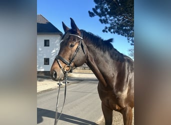 Hanoverian, Gelding, 9 years, 17 hh, Bay-Dark