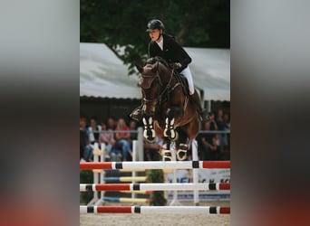 Hanoverian, Gelding, 9 years, 17 hh, Bay-Dark