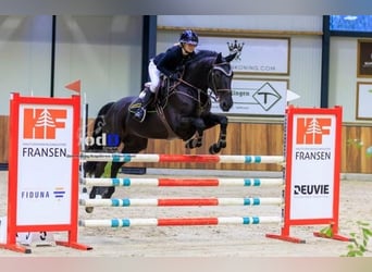 Hanoverian, Gelding, 9 years, 17 hh, Black