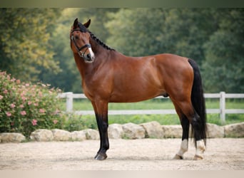Hanoverian, Gelding, 9 years, 17 hh, Brown