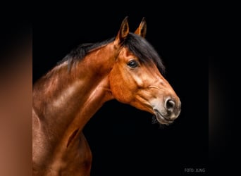 Hanoverian, Gelding, 9 years, 17 hh, Brown