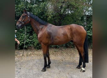 Hanoverian, Gelding, 9 years, 17 hh, Brown