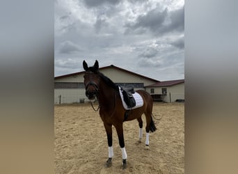 Hanoverian, Gelding, 9 years, 17 hh, Brown