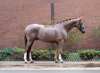 Hanoverian, Gelding, 9 years, 17 hh, Chestnut