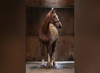 Hanoverian, Gelding, 9 years, 17 hh, Chestnut