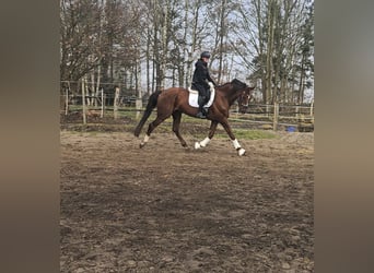 Hanoverian, Gelding, 9 years, 17 hh, Chestnut