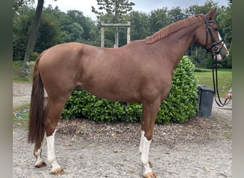 Hanoverian, Gelding, 9 years, 17 hh, Chestnut-Red