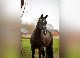 Hanoverian, Gelding, 9 years, 17 hh