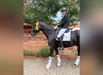 Hanoverian, Gelding, 9 years, 17 hh