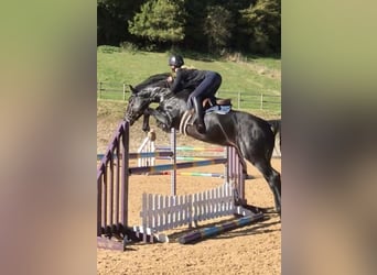 Hanoverian, Gelding, 9 years, 17 hh