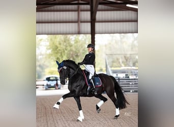 Hanoverian, Gelding, 9 years, 17 hh