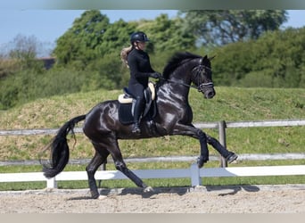 Hanoverian, Gelding, 9 years, 17 hh