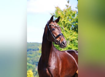 Hanoverian, Gelding, 9 years, 17 hh, Smoky-Black
