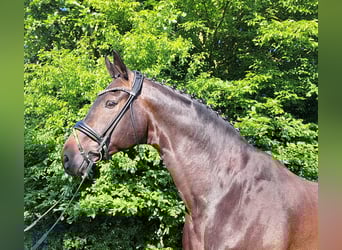 Hanoverian, Gelding, 9 years, 17,1 hh, Bay-Dark