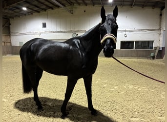 Hanoverian, Gelding, 9 years, 17,1 hh, Black