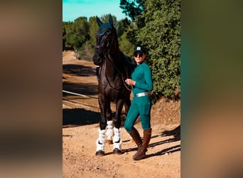 Hanoverian, Gelding, 9 years, 17,1 hh, Black