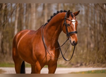 Hanoverian, Gelding, 9 years, 17,1 hh, Brown