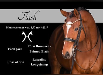 Hanoverian, Gelding, 9 years, 17,1 hh, Brown