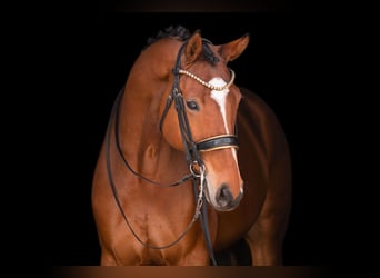 Hanoverian, Gelding, 9 years, 17,1 hh, Brown