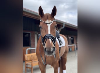 Hanoverian, Gelding, 9 years, 17,1 hh, Chestnut-Red