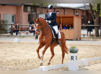 Hanoverian, Gelding, 9 years, 17,1 hh, Chestnut-Red