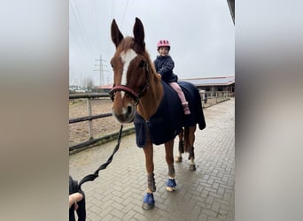 Hanoverian, Gelding, 9 years, 17,1 hh, Chestnut-Red