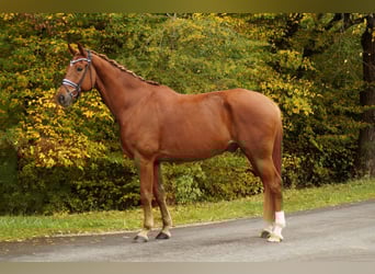 Hanoverian, Gelding, 9 years, 17,2 hh, Chestnut-Red