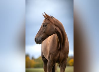 Hanoverian, Gelding, 9 years, 18 hh, Chestnut
