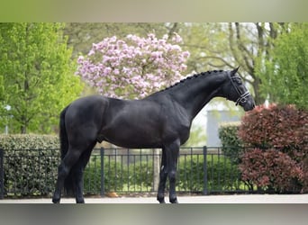 Hanoverian, Gelding, 9 years, Black