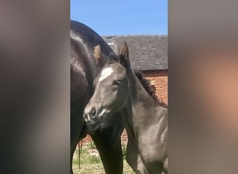 Hanoverian, Gelding, , 17 hh, Black