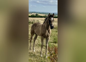 Hanoverian, Gelding, , 17 hh, Black