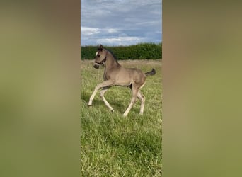 Hanoverian, Gelding, , 17 hh, Black