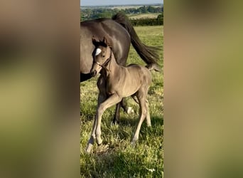 Hanoverian, Gelding, , 17 hh, Black