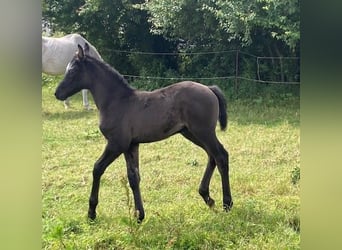 Hanoverian, Gelding, Foal (05/2024), Can be white