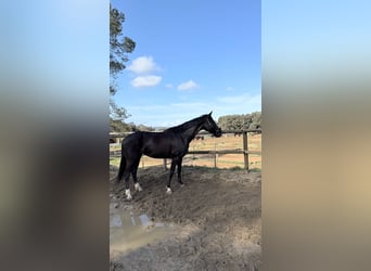 Hanoverian, Mare, 10 years, 15.3 hh, Black