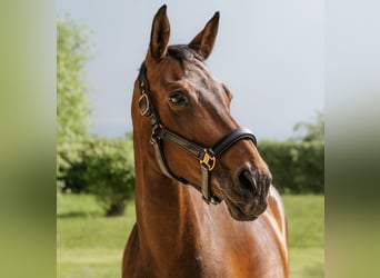 Hanoverian, Mare, 10 years, 15.3 hh, Brown