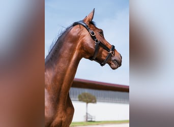 Hanoverian, Mare, 10 years, 15.3 hh, Brown