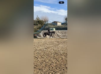 Hanoverian, Mare, 10 years, 15,3 hh, Black