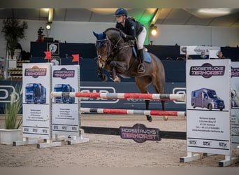 Hanoverian, Mare, 10 years, 15,3 hh, Brown
