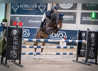 Hanoverian, Mare, 10 years, 15,3 hh, Brown