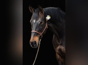Hanoverian, Mare, 10 years, 16.1 hh, Bay-Dark