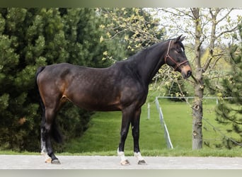 Hanoverian, Mare, 10 years, 16.1 hh, Bay-Dark