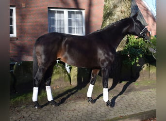 Hanoverian, Mare, 10 years, 16,1 hh, Bay-Dark